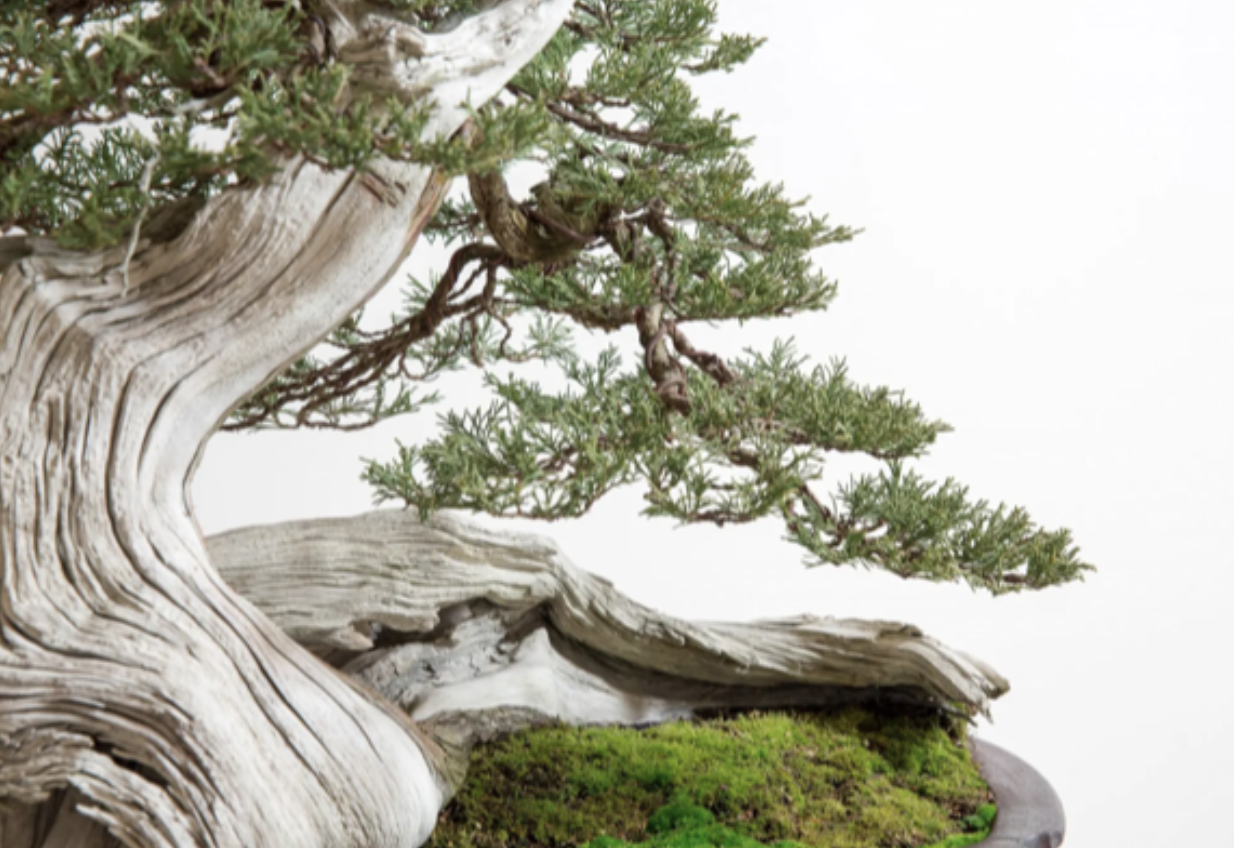 The Ever-Evolving Art of Bonsai — National Bonsai Foundation